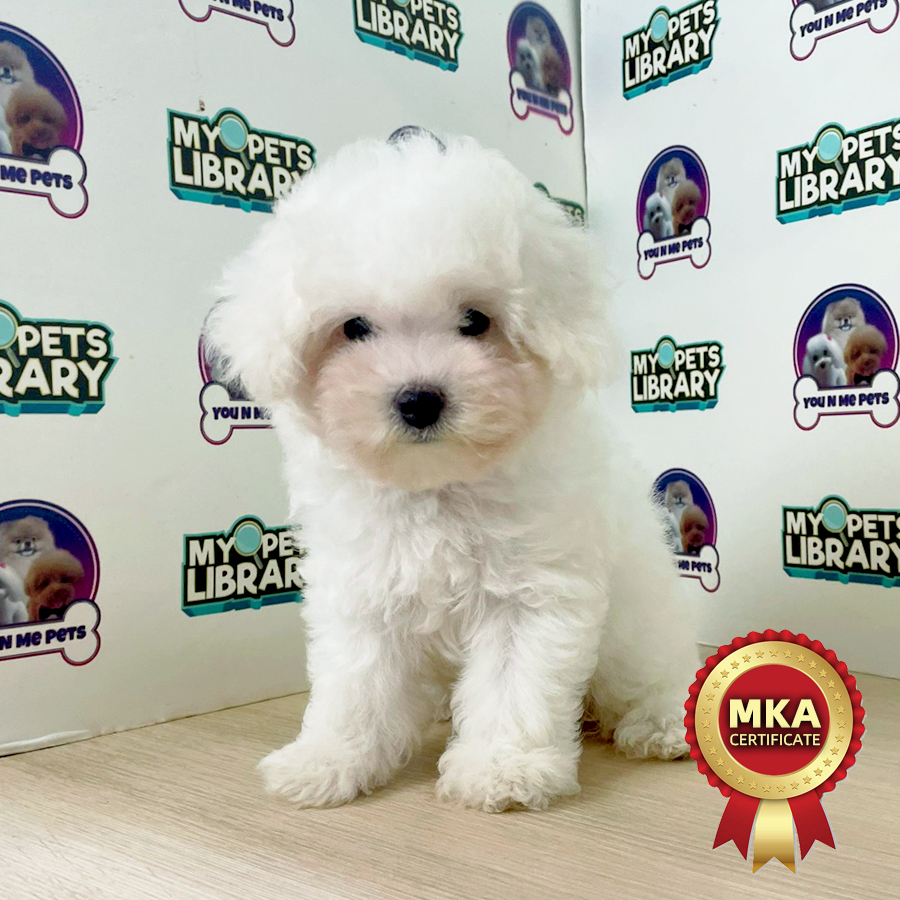 MKA Bichon Frise Puppy (Female) For Sale