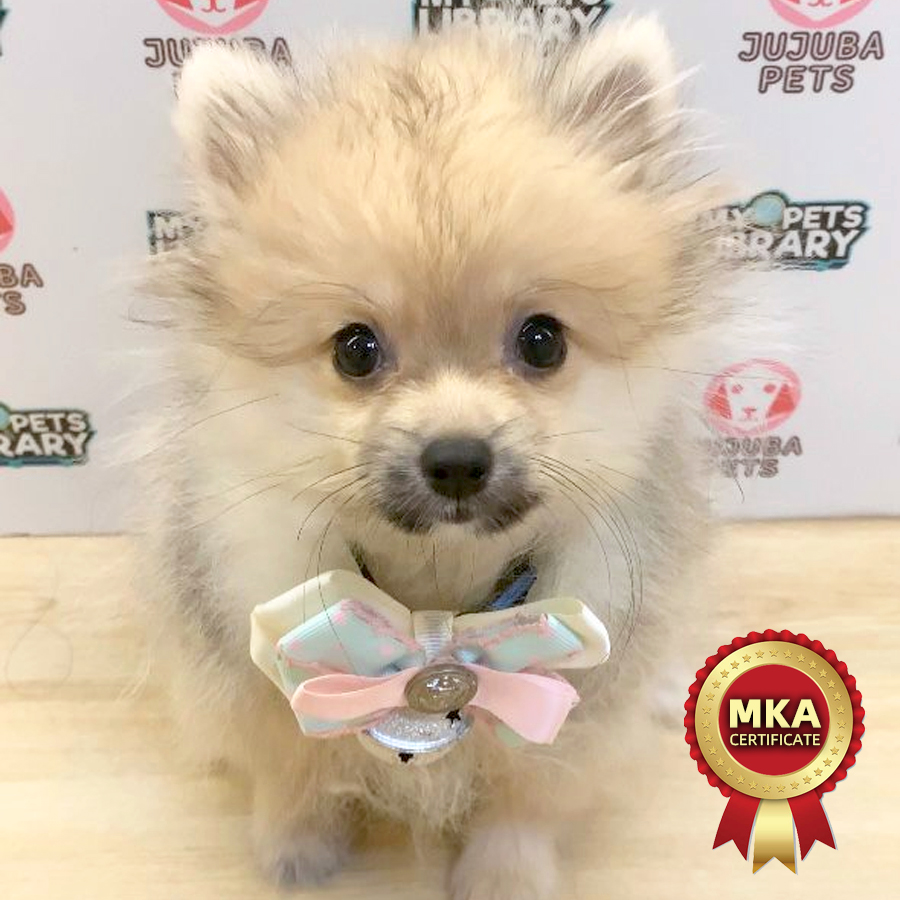 MKA Pomeranian Puppy (Female) For Sale