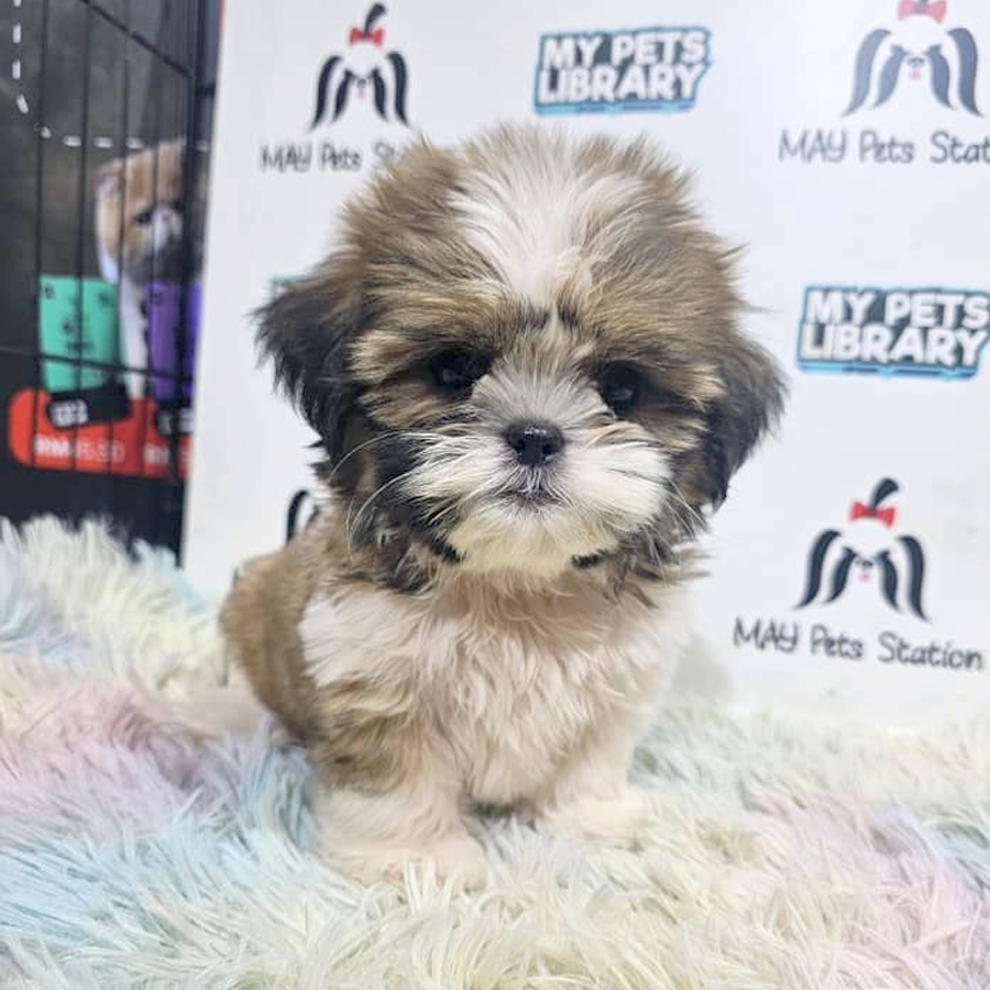 Shih Tzu Puppy (Female) For Sale