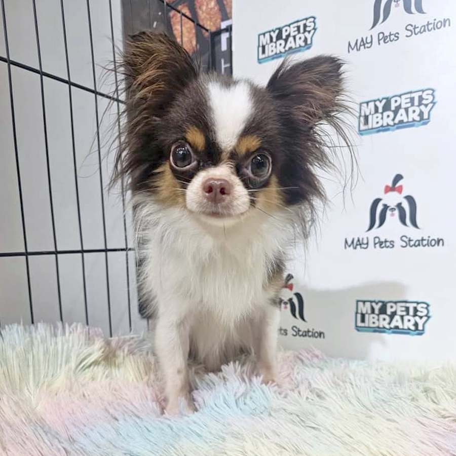 Chihuahua Puppy (Male) For Sale