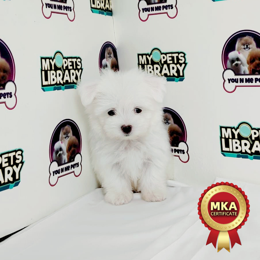 MKA Tiny Maltese Puppy (Male) For Sale