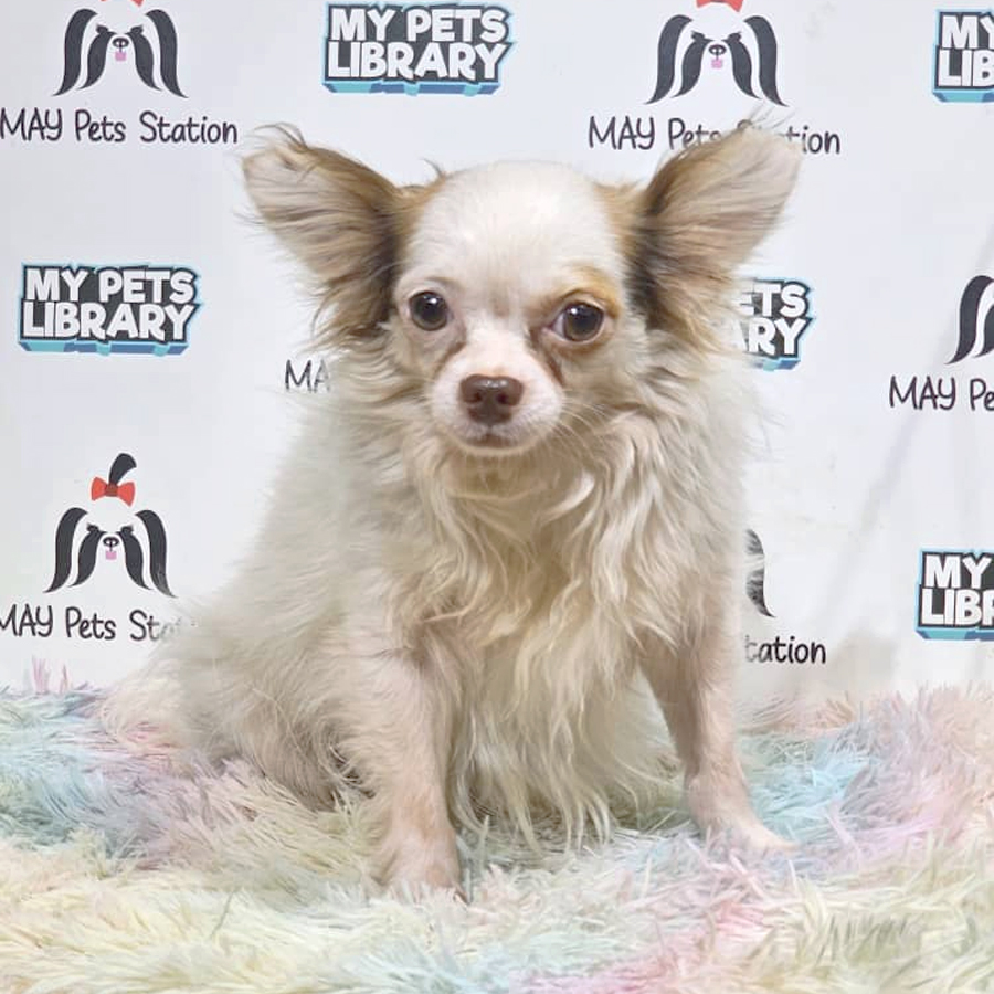 Chihuahua Puppy (Male) For Sale