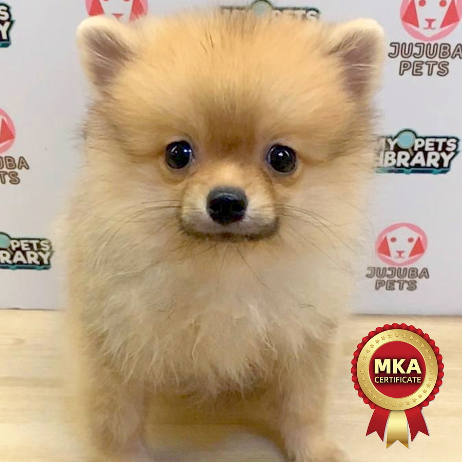 MKA Pomeranian Puppy (Male) For Sale