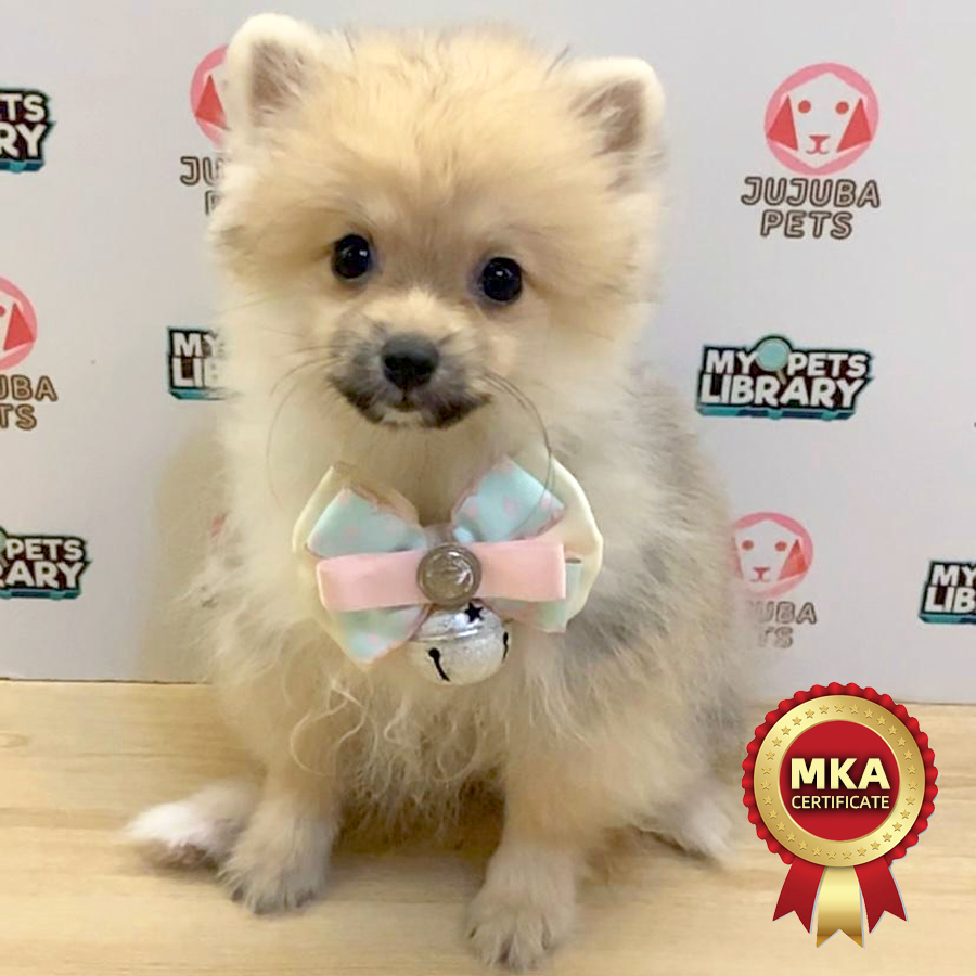 MKA Pomeranian Puppy (Female) For Sale