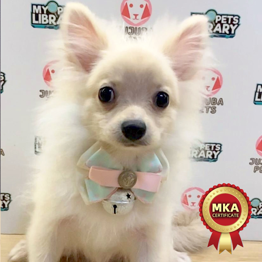 MKA Pomeranian Puppy (Male) For Sale