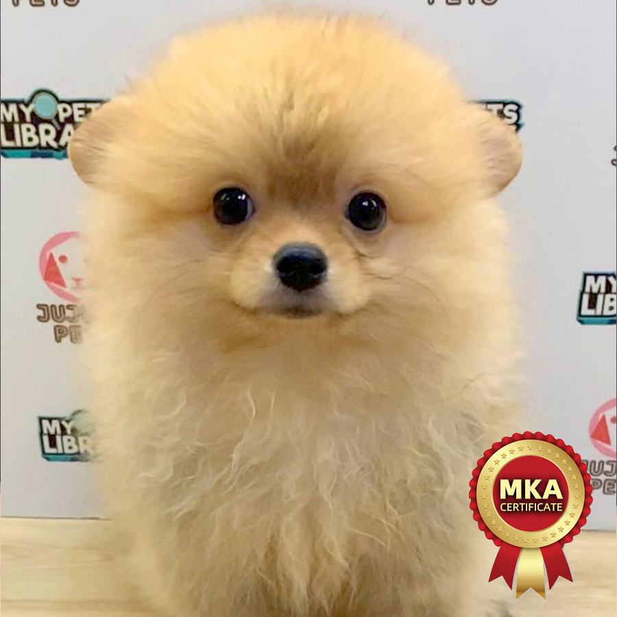 MKA Pomeranian Puppy (Male) For Sale