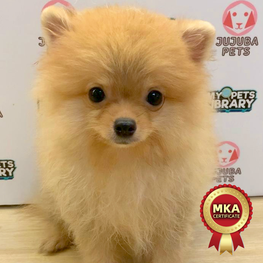 MKA Pomeranian Puppy (Male) For Sale