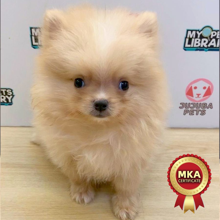 MKA Pomeranian Puppy (Male) For Sale