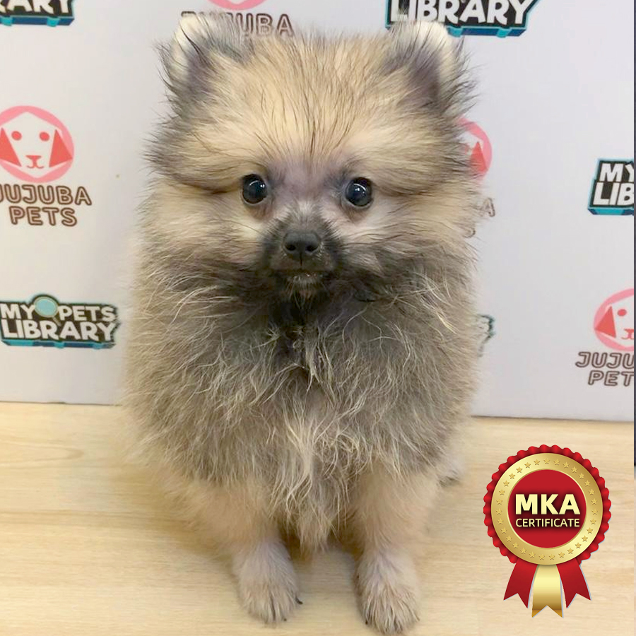 MKA Pomeranian Puppy (Female) For Sale