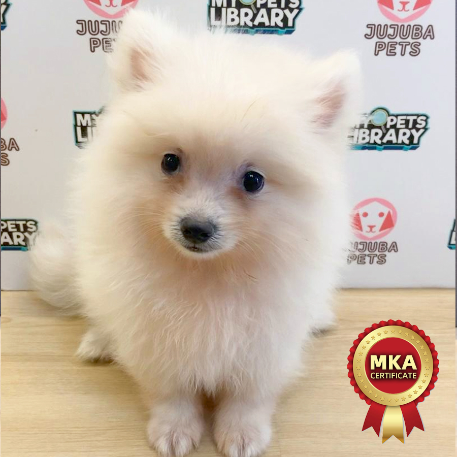 MKA Pomeranian Puppy (Male) For Sale