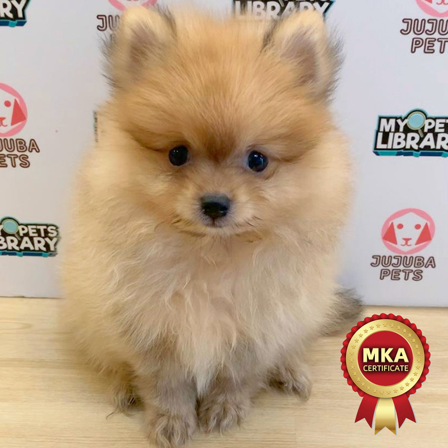 MKA Pomeranian Puppy (Male) For Sale