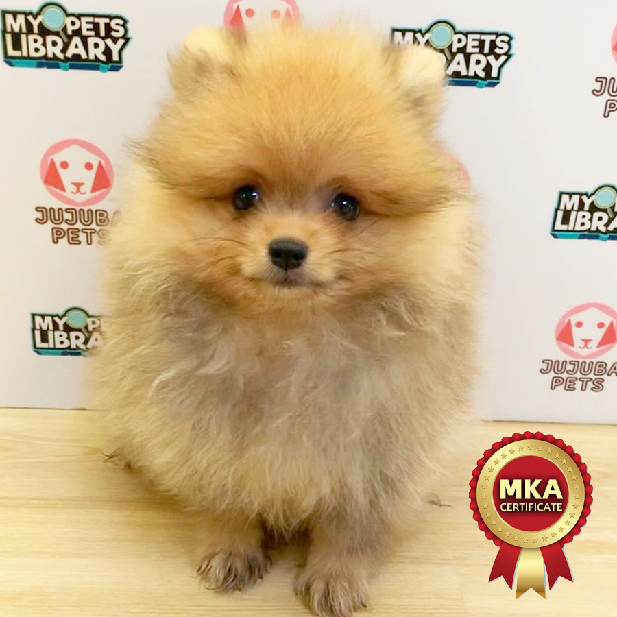 MKA Pomeranian Puppy (Male) For Sale