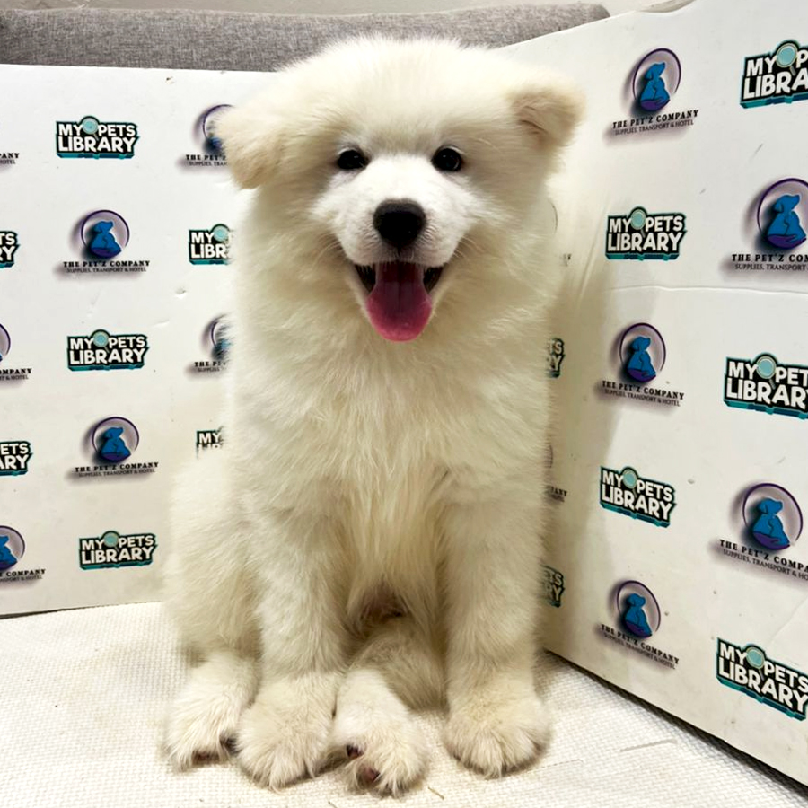 Samoyed Puppy (Female) For Sale