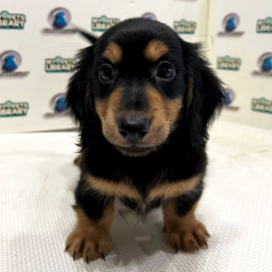 Long Coat Dachshund Puppy (Male) For Sale
