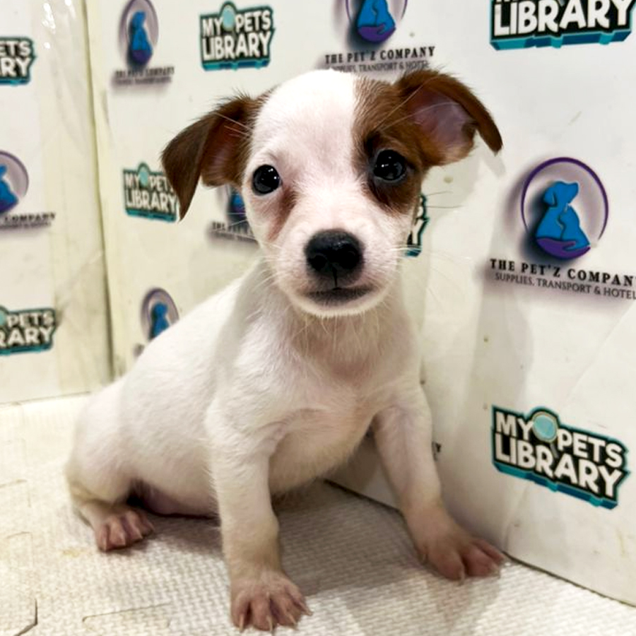 Jack Russell Puppy (Male) For Sale