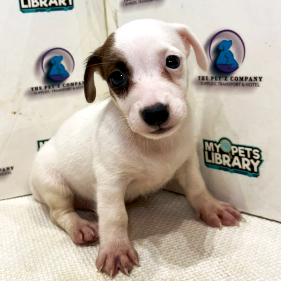 Jack Russell Puppy (Female) For Sale