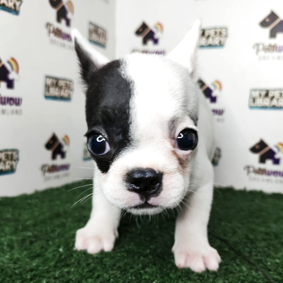 French Bulldog Puppy (Female) For Sale