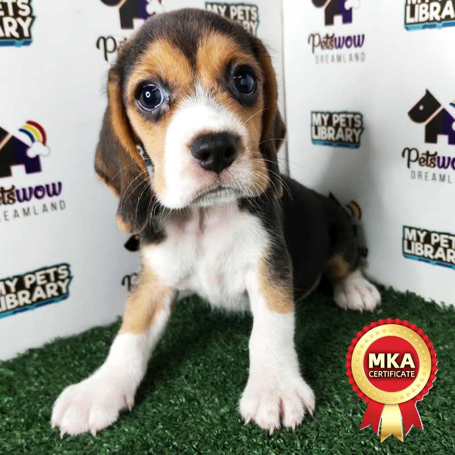 Beagle Puppy