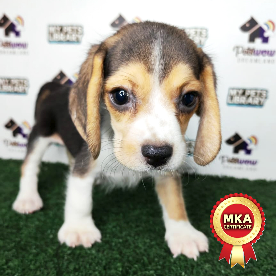 MKA Beagle Puppy (Female) For Sale