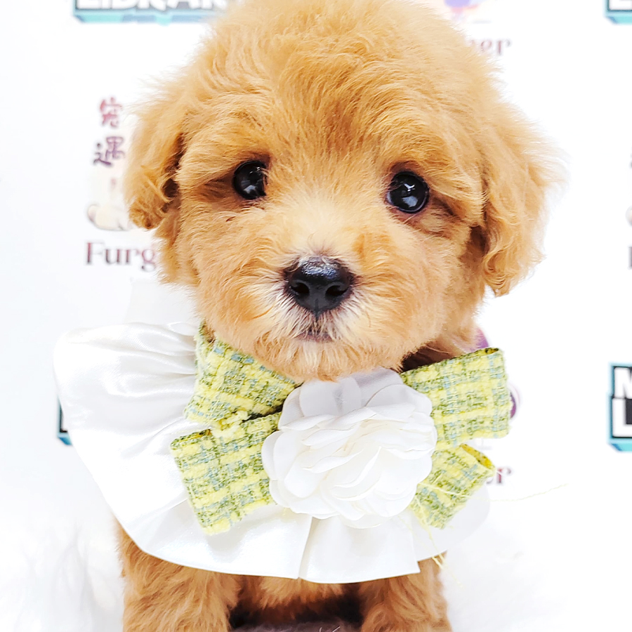 Maltipoo Puppy (Female) For Sale