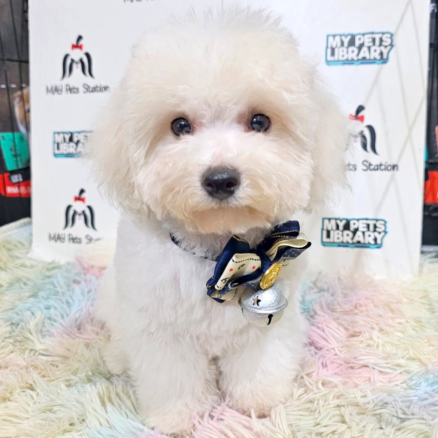 Bichon Frise Puppy (Male) For Sale