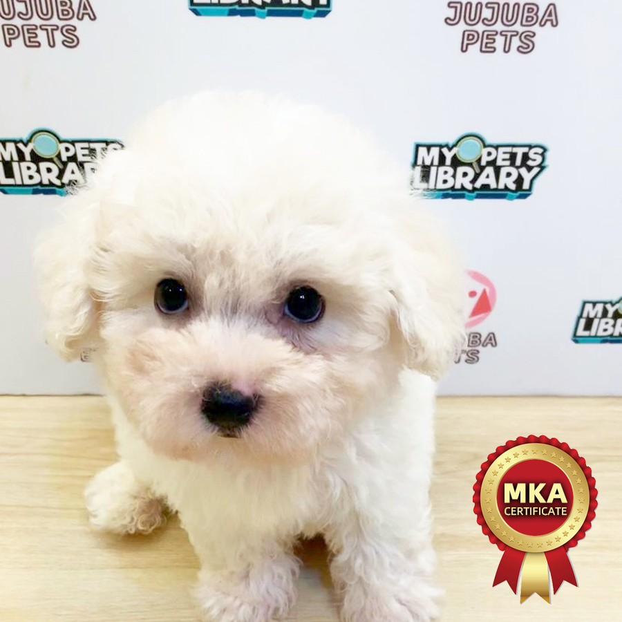 MKA Bichon Frise Puppy (Male) For Sale