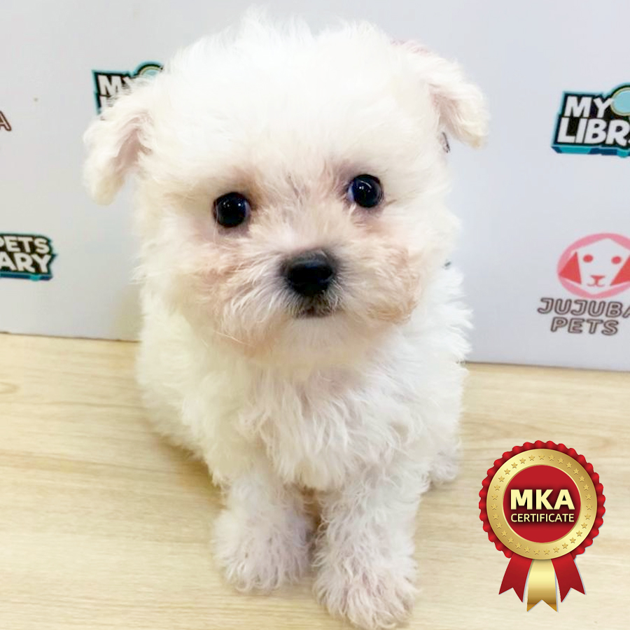MKA Bichon Frise Puppy (Male) For Sale