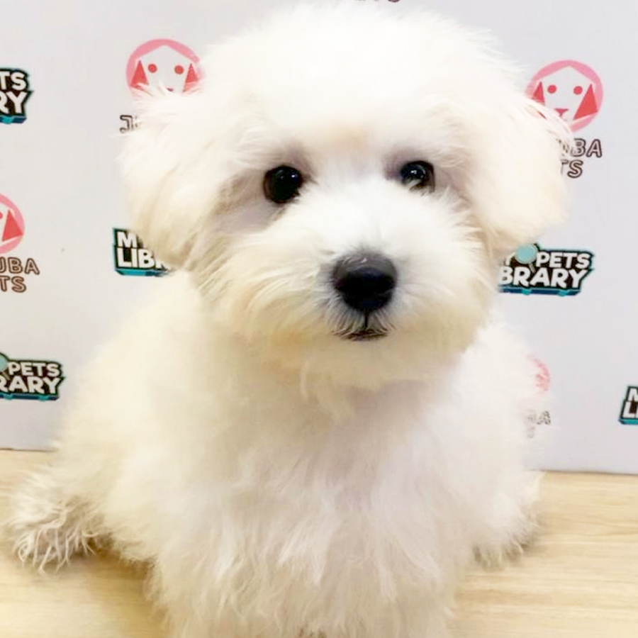 Toy Poodle Puppy (Male) For Sale