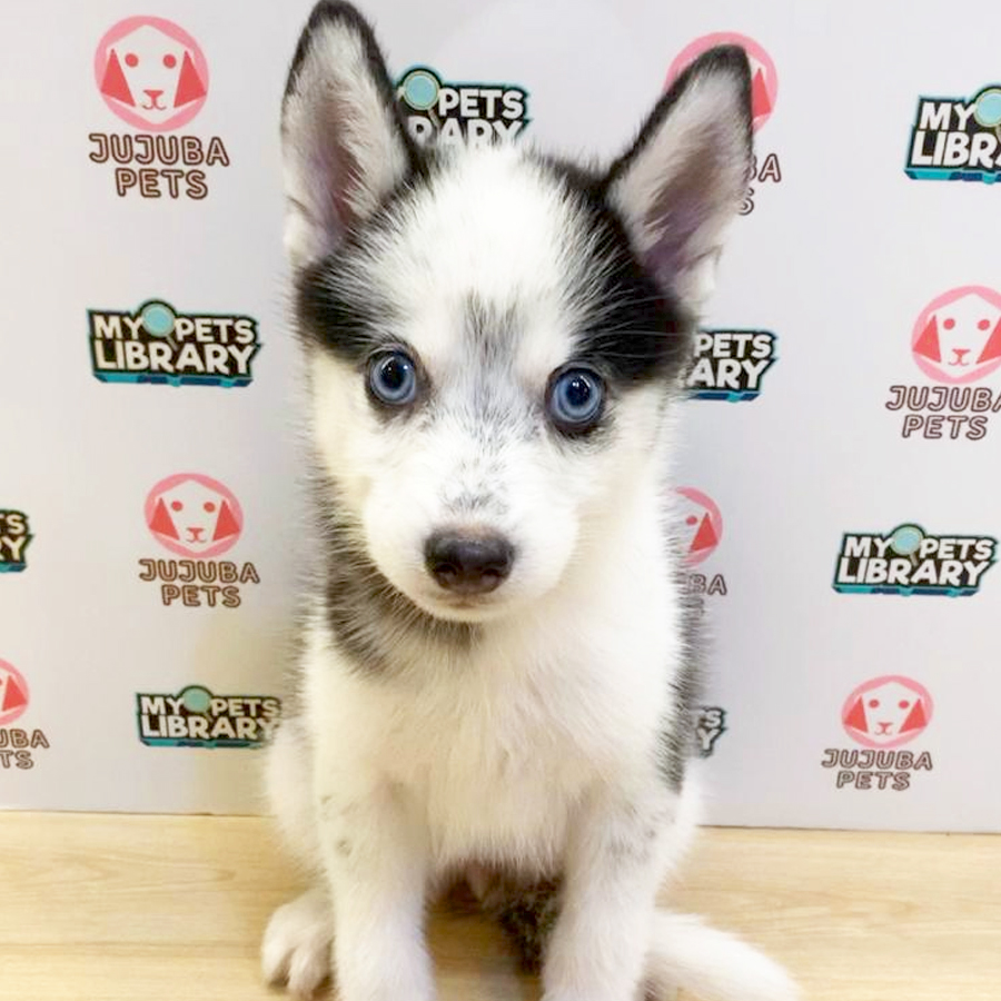 Pomsky Puppy (Female) For Sale