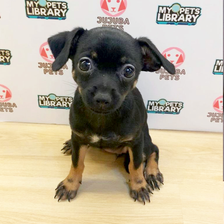 Chihuahua Puppy (Female) For Sale