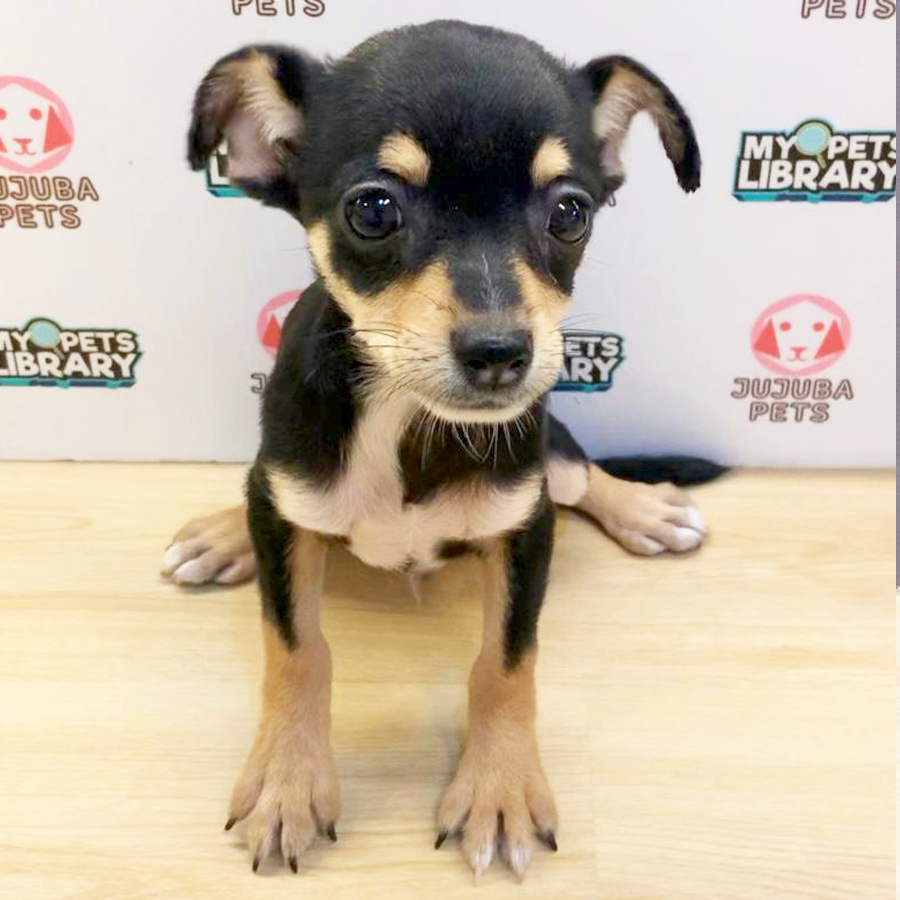 Chihuahua Puppy (Male) For Sale