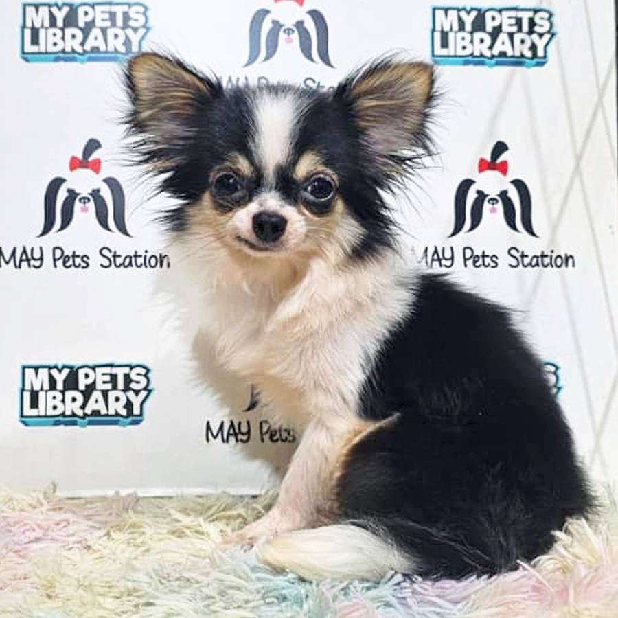 Chihuahua Puppy (Male) For Sale