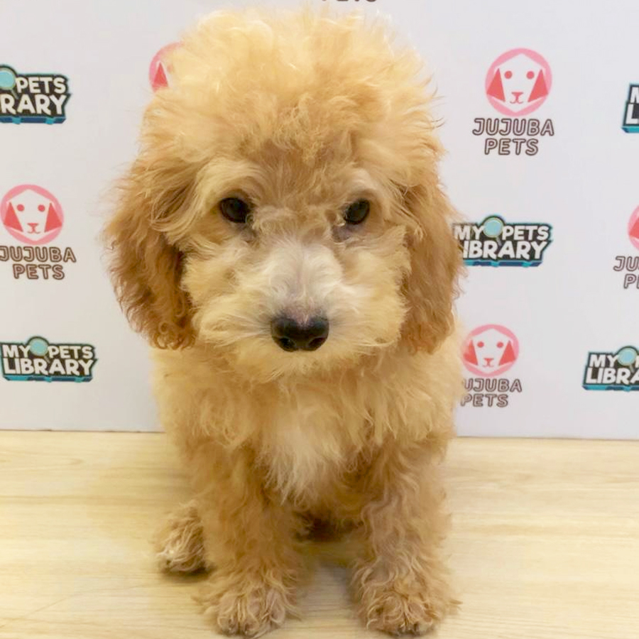 Toy Poodle Puppy (Female) For Sale