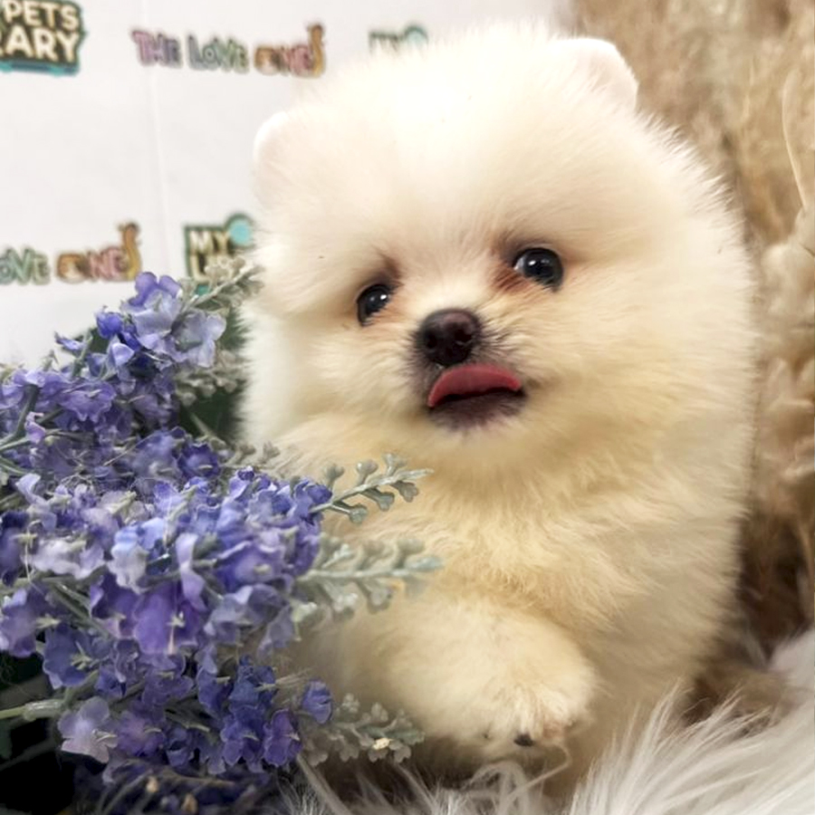 Tiny Pomeranian Puppy (Male) For Sale
