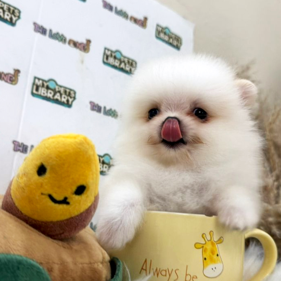 Tiny Pomeranian Puppy (Male) For Sale