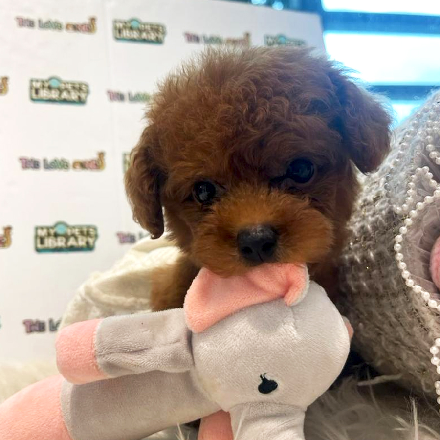 Tiny Toy Poodle Puppy (Female) For Sale