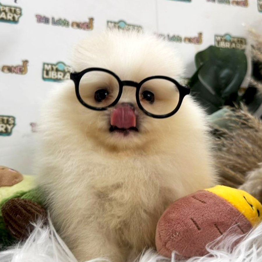 Tiny Pomeranian Puppy (Male) For Sale