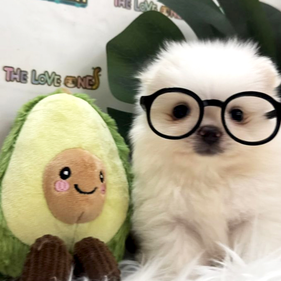Tiny Teacup Pomeranian Puppy (Male) For Sale