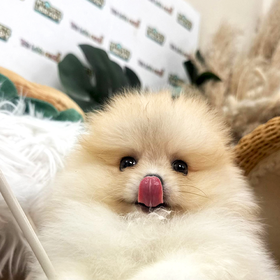 Pomeranian Puppy (Female) For Sale