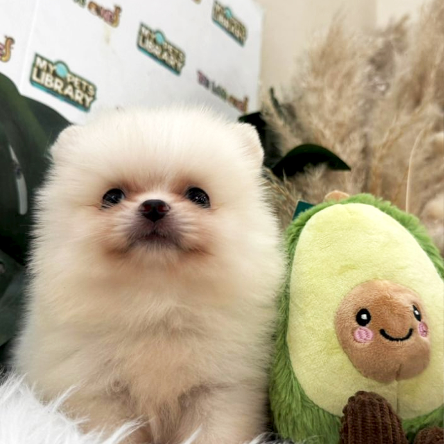 Tiny Pomeranian Puppy (Male) For Sale