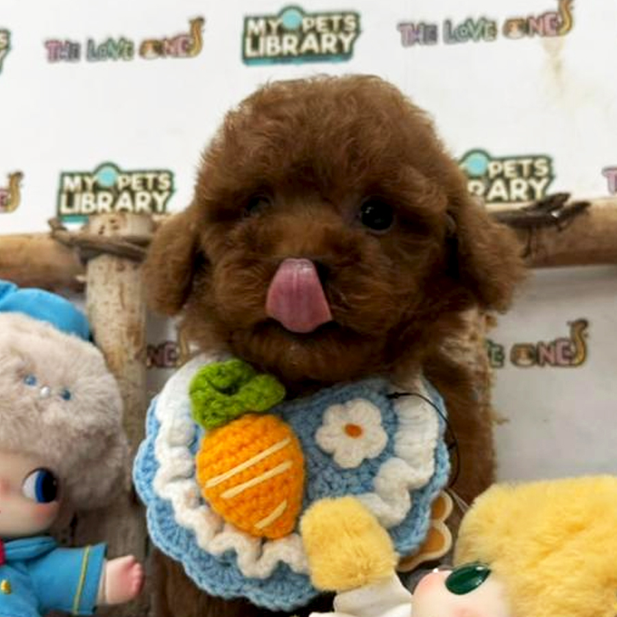 Tiny Toy Poodle Puppy (Female) For Sale