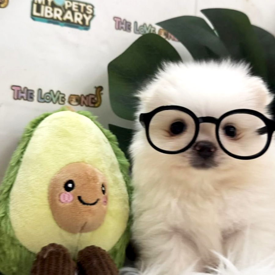 Tiny Teacup Pomeranian Puppy (Male) For Sale