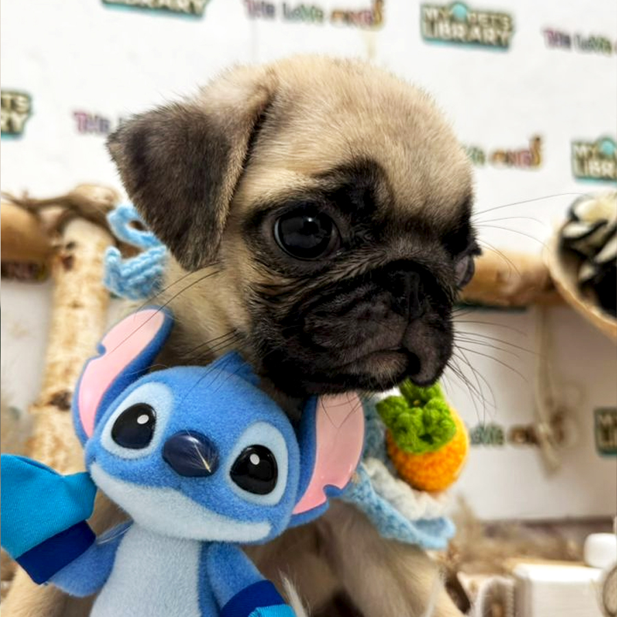 Pug Puppy (Female) For Sale