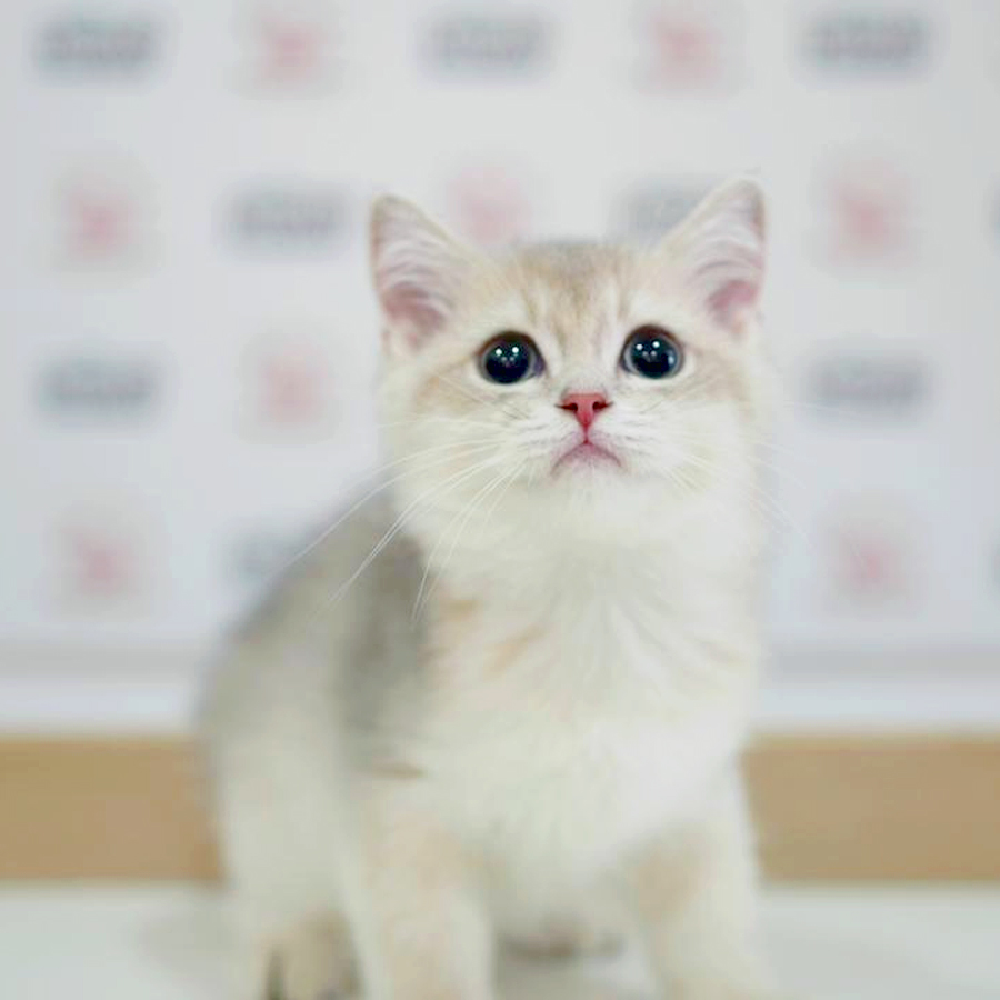 British Shorthair Kitten (Male) For Sale