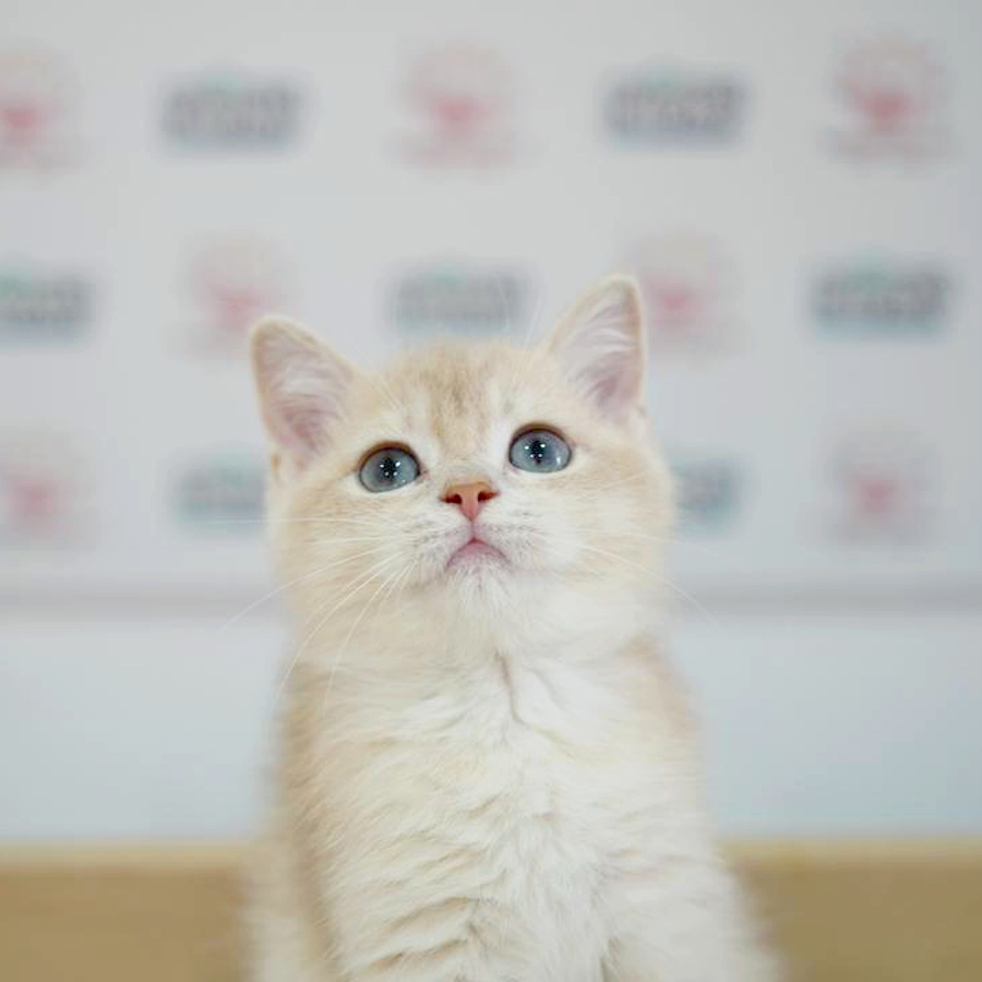 British Shorthair Kitten (Male) For Sale