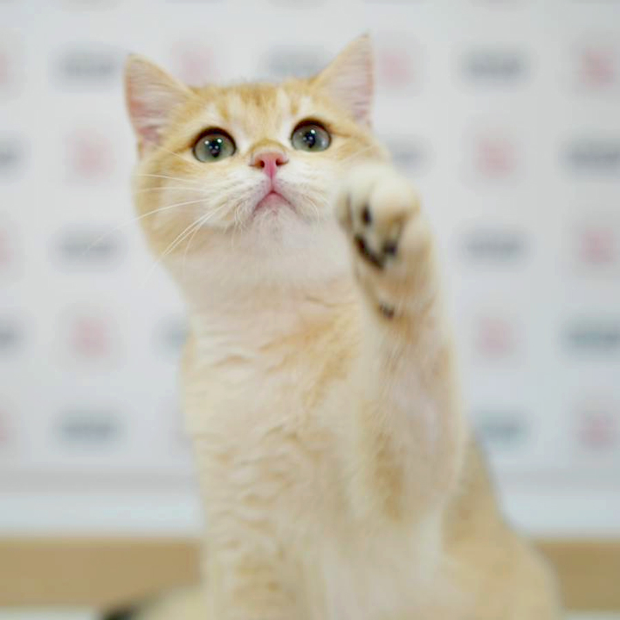 British Shorthair Kitten (Male) For Sale