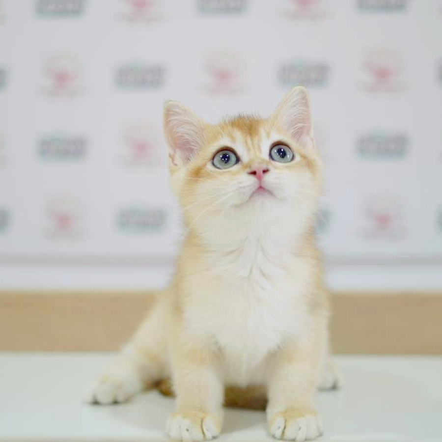 British Shorthair Kitten (Male) For Sale