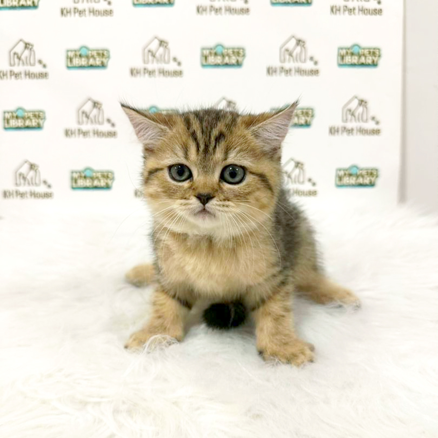 British Shorthair Kitten (Female) For Sale