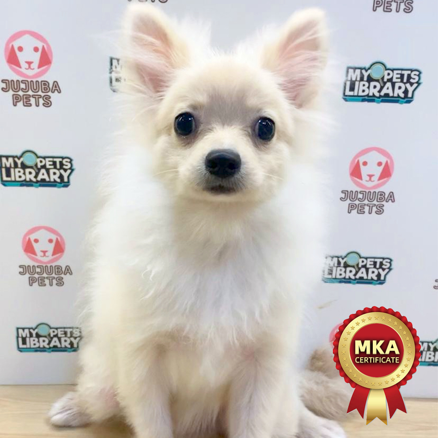 MKA Pomeranian Puppy (Male) For Sale