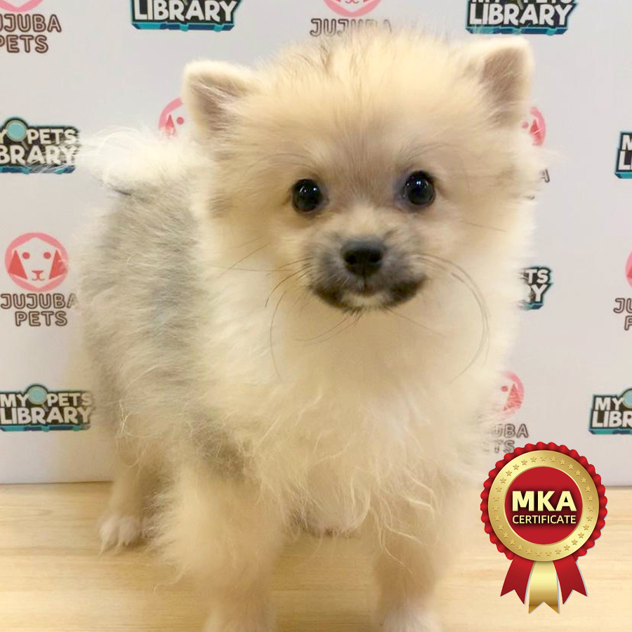 MKA Pomeranian Puppy (Female) For Sale